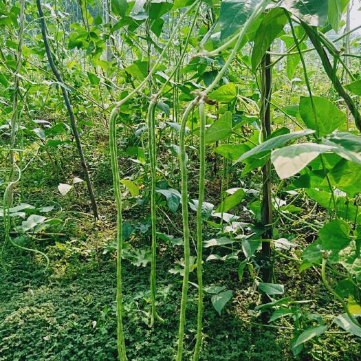 沭阳县长豇豆 自家种植长豆角