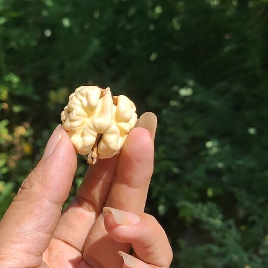 巧家县薄皮核桃  鲜核桃
