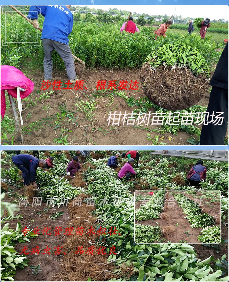 耙耙柑桔苗  春见苗耙耙柑树基地直销 检疫证件齐全合同品种保