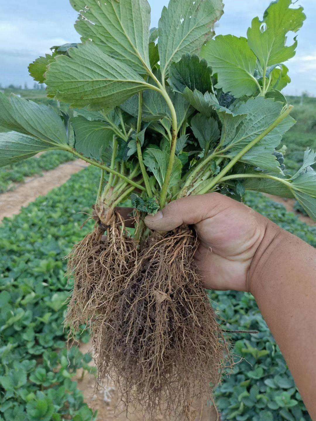 北方耐寒草莓苗
四季草莓苗  202草莓苗