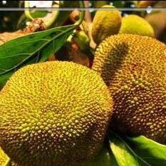 树菠萝苗  树菠萝30-50cm高 包邮 24小时发货 自产自销