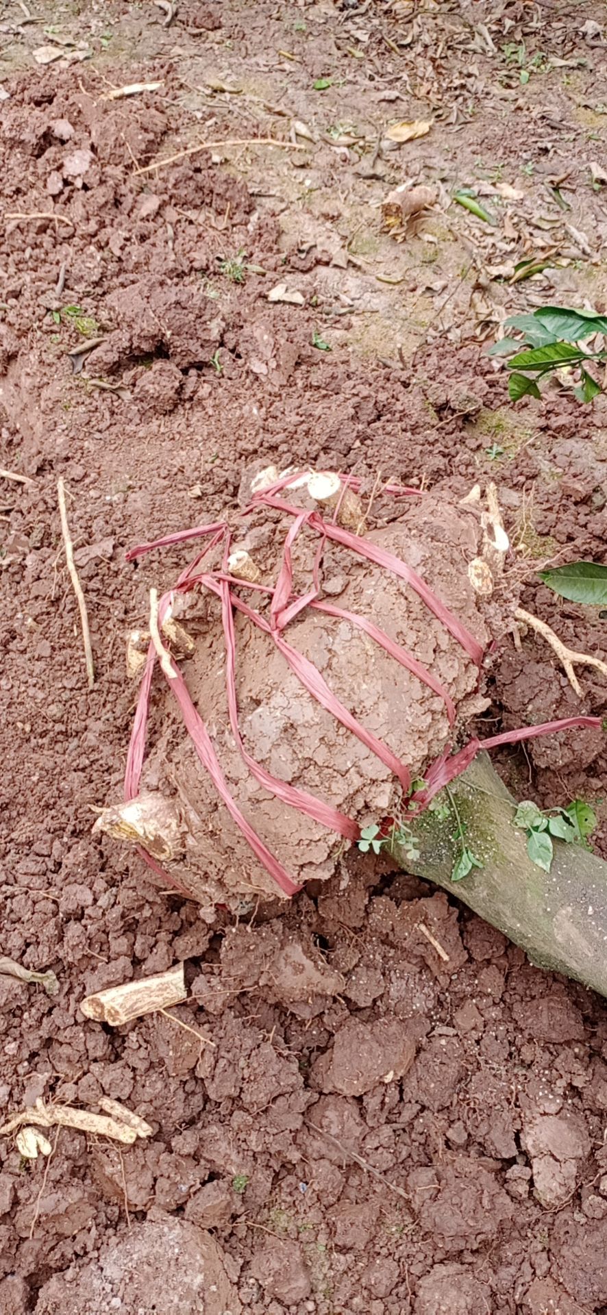 蜜桔苗 柑橘树桩，香橙角树，枳壳角树都有，量大重优，产地直销