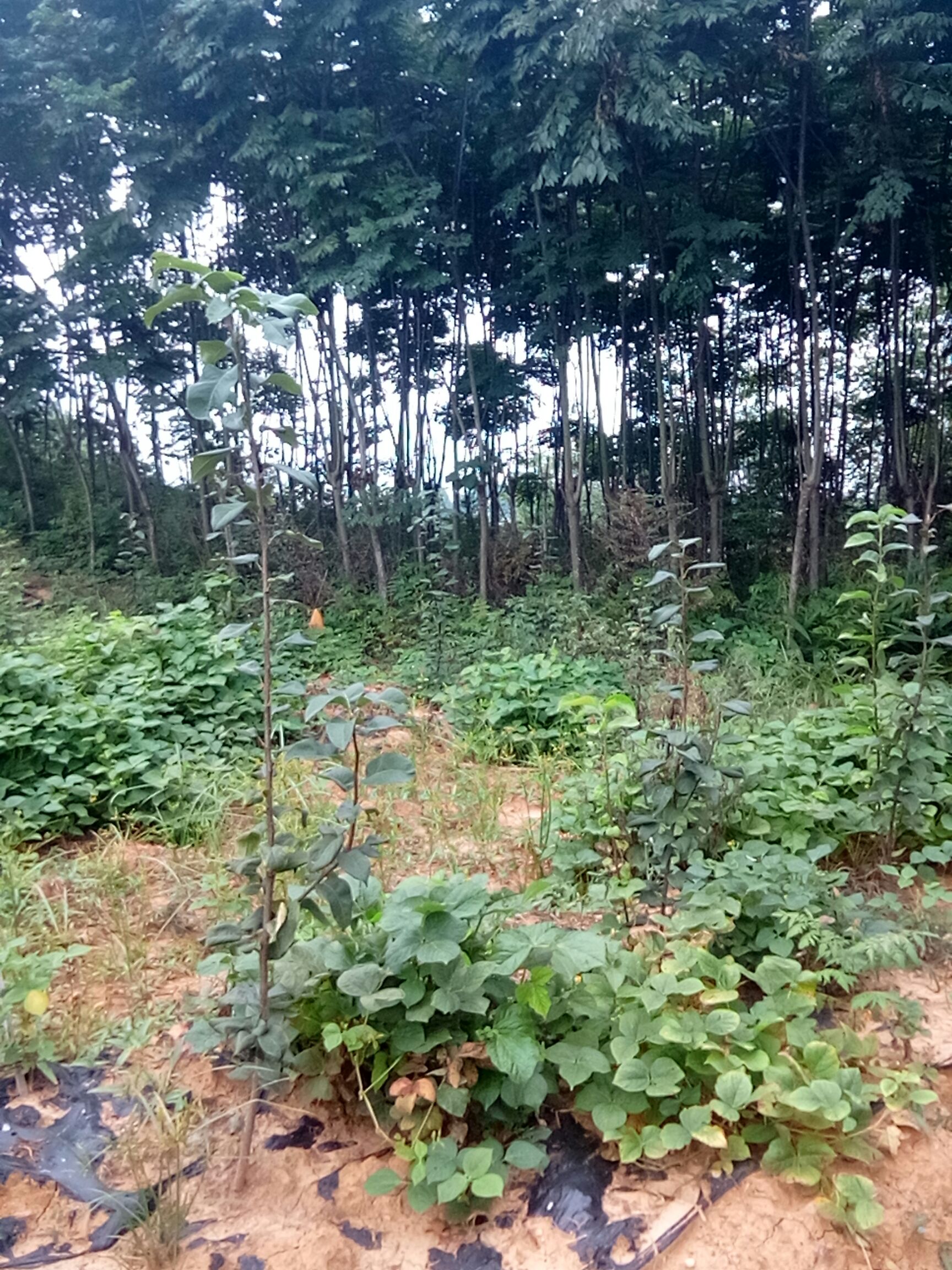 大量出售摇钱树