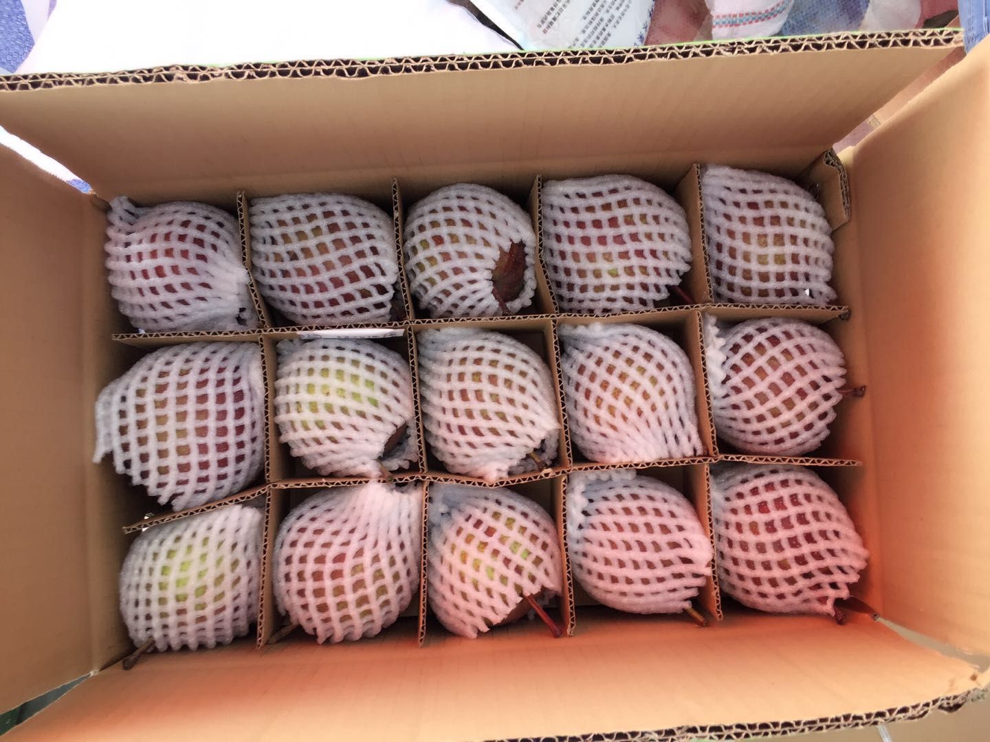 早酥红梨  陕西大荔彩虹梨七采梨，红早酥梨6月20成熟