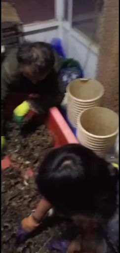  盘锦河蟹大量批发，各种规格