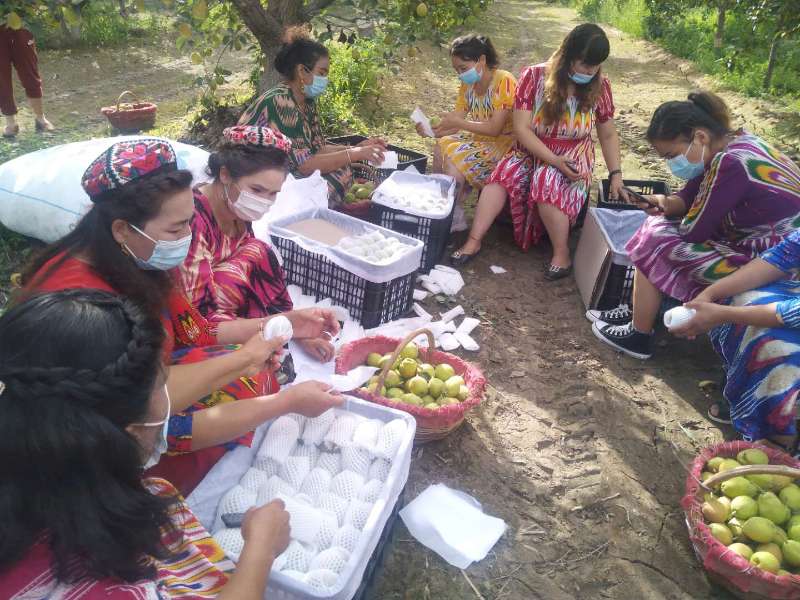  新疆库尔勒香梨