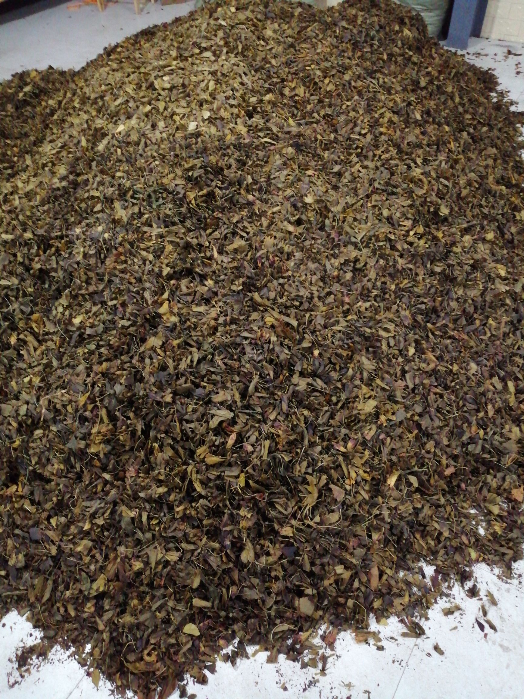银杏叶  天然纯手工精制黄精银杏茶饮品，