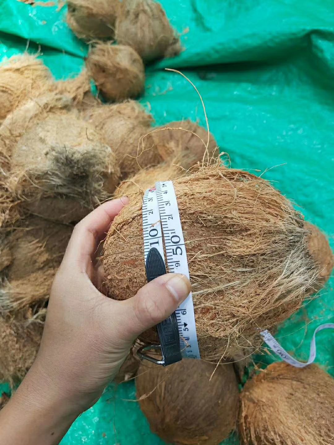 毛椰  海南文昌东郊老椰子