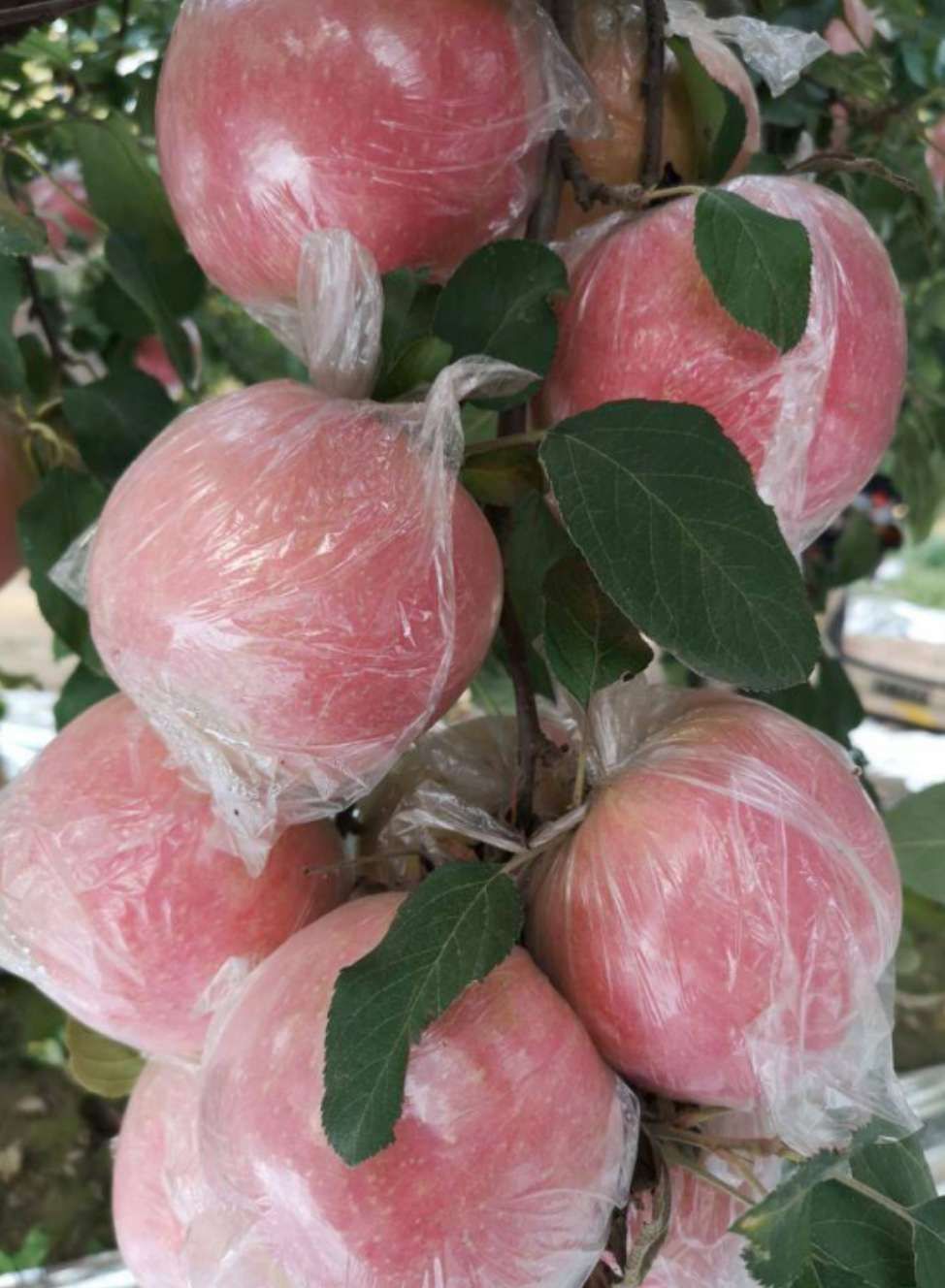 红富士苹果，75以上精品火爆上市中。欢迎选购。