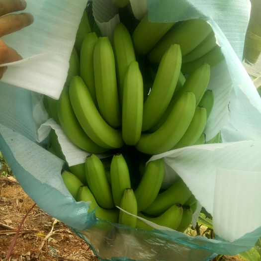 马关县巴西香蕉 好货，又便宜