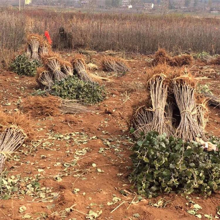 农大1号板栗苗  板栗苗八月红 大红袍 农大1号各种规格板栗