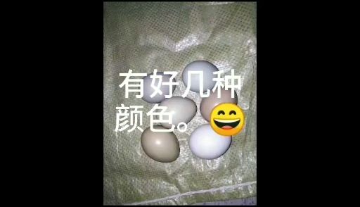 七彩山鸡蛋，营养比普通鸡蛋钙含量高四倍，有老人小孩的主食