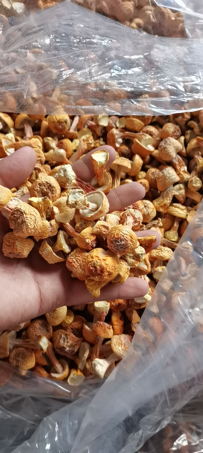 姬松茸，产地直供