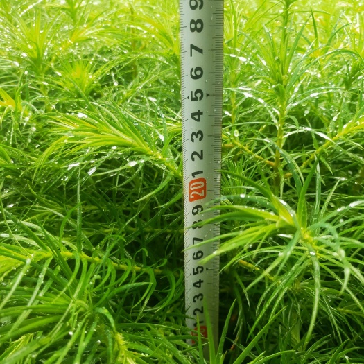 万载县杉木树苗  杉树苗刺杉树造林杉树红杉木苗