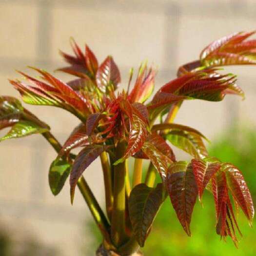 紅油6號香椿苗  香椿苗紅油綠油 油6號各種規(guī)格香椿樹苗