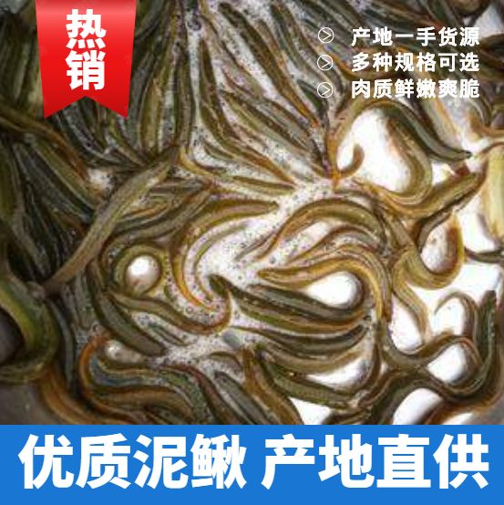 刀鳅  优质泥鳅长期供应，欢迎合作