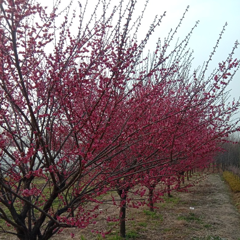 红梅批发，骨里，绿鄂梅，宫粉梅。