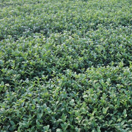 平和县金牡丹茶苗 福建