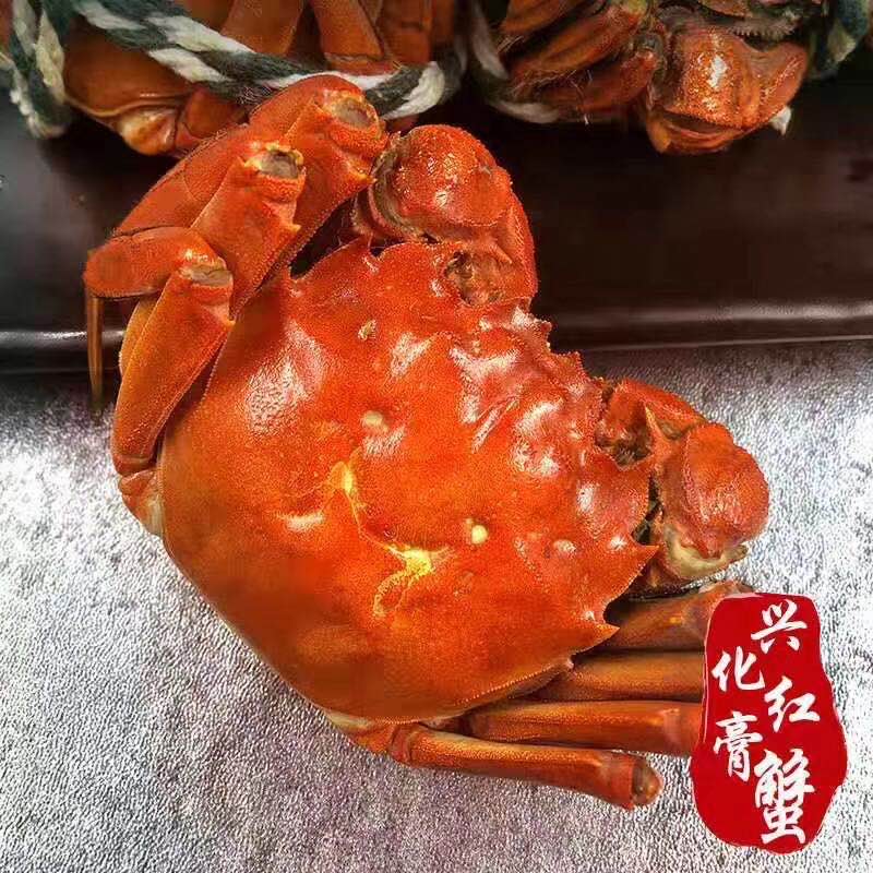 江苏兴化红膏大闸蟹精品蟹 (非挑膏蟹）塘口直发批发零售
