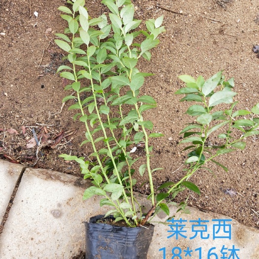 连云港莱克西蓝莓苗 蓝莓苗各品种规格组培苗钵苗苔藓苗