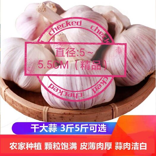 中牟县紫皮蒜  优质精品紫皮大蒜，五斤仅需15.5元