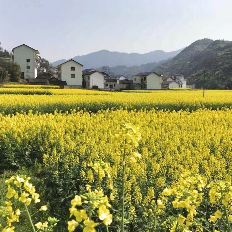 浓香菜籽油 泸溪菜籽油