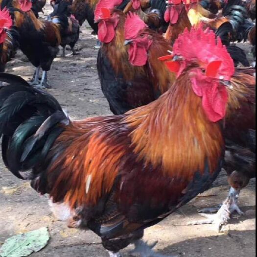 昆明血毛土鸡苗  云南正宗纯种血毛土鸡 疫苗齐全 可提供脱温苗