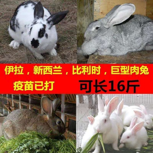太和县肉兔比利时新西兰花巨兔公主兔小白兔
