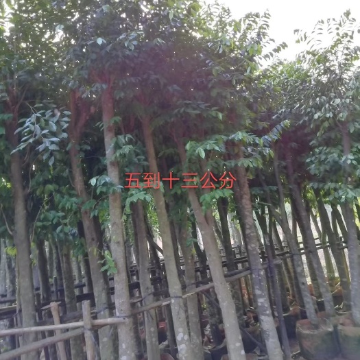 化州市奇楠沉香树 