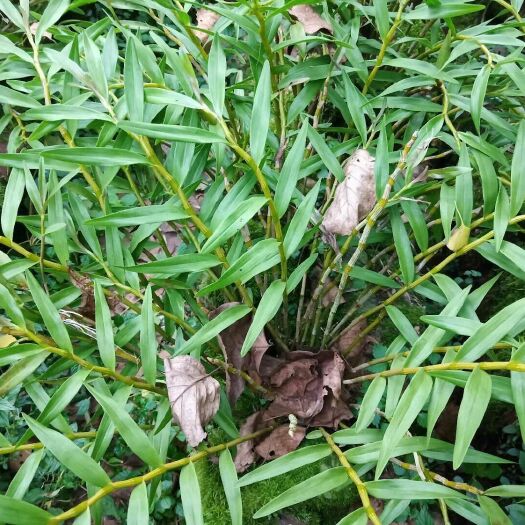  夹江叠鞘石斛自家基地种植，品质好，价格优惠