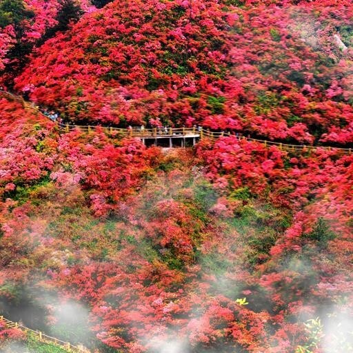 岳西县国旗红杜鹃  大别山映山红，国旗红