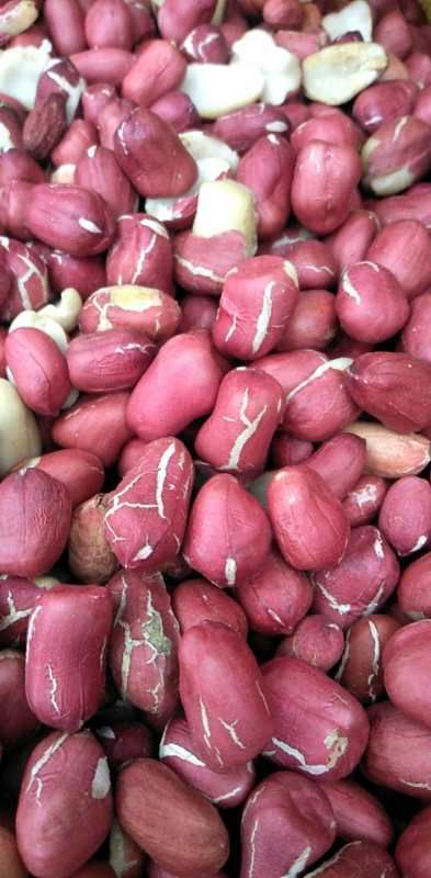 河南宁陵花生芽 新鲜芽苗菜 产地直发