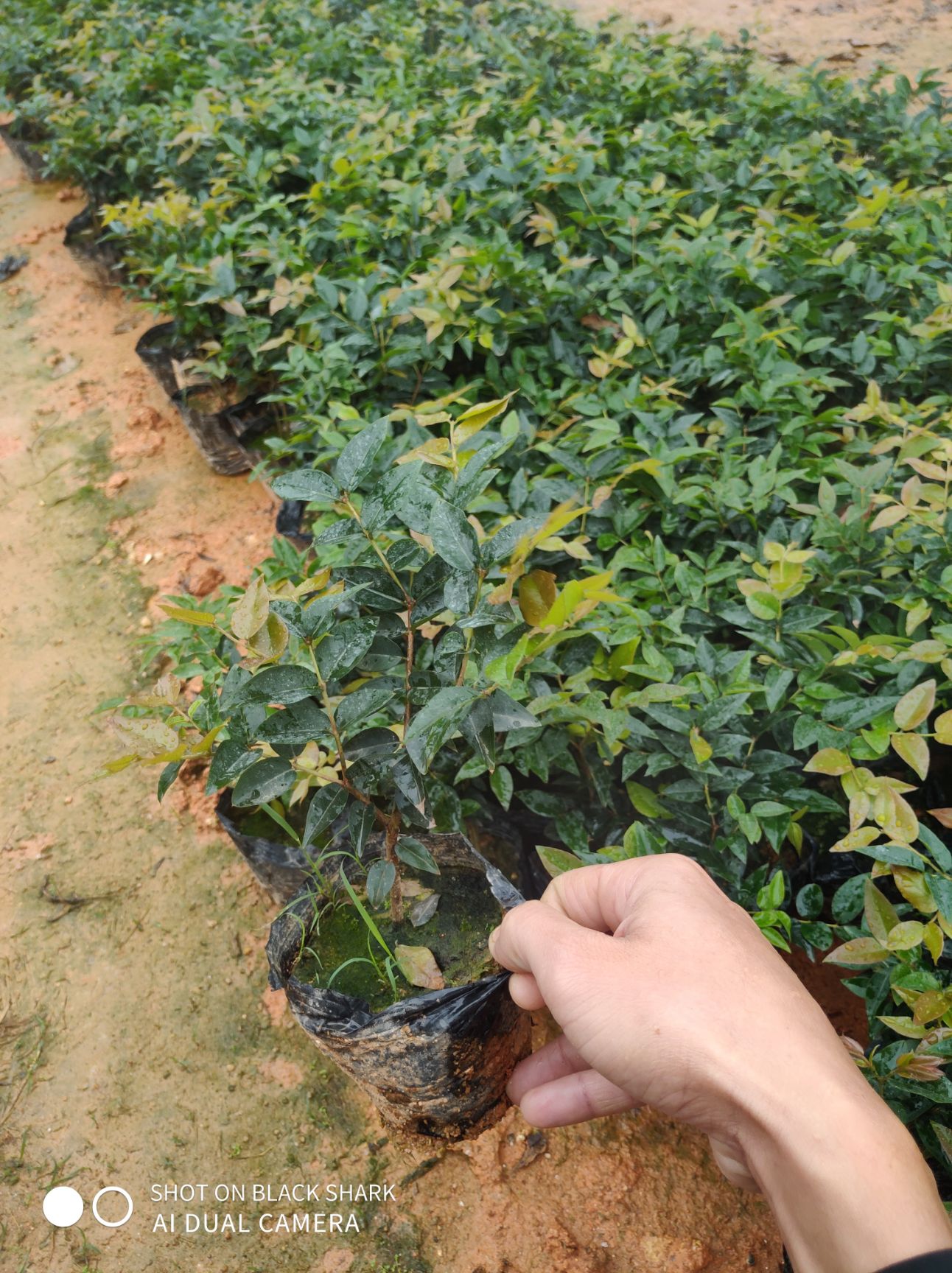 嘉宝果苗  沙巴嘉宝果树苗 自产自销 包邮 24小时内发货