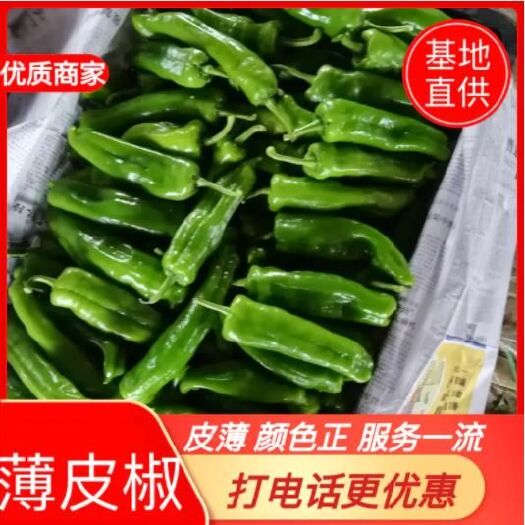 夏邑县301辣椒  河南鲜辣椒，301薄皮苏椒，线椒，泡椒大批量上