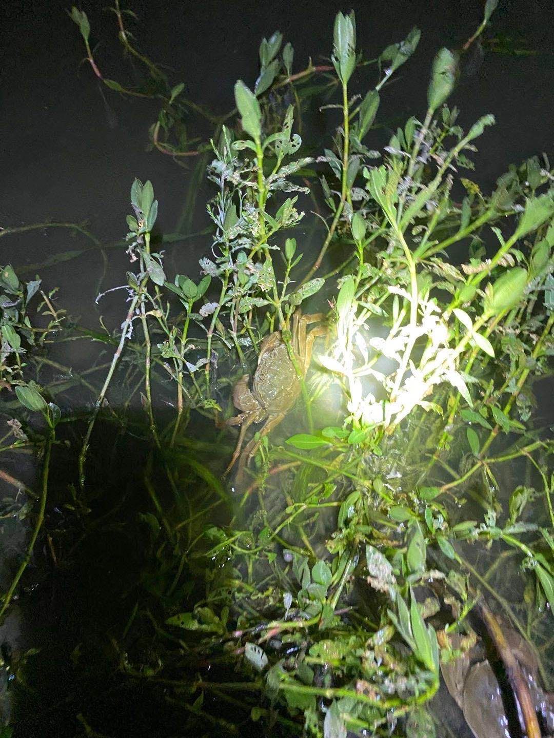 江苏兴化红膏大闸蟹精品蟹 (非挑膏蟹）塘口直发批发零售