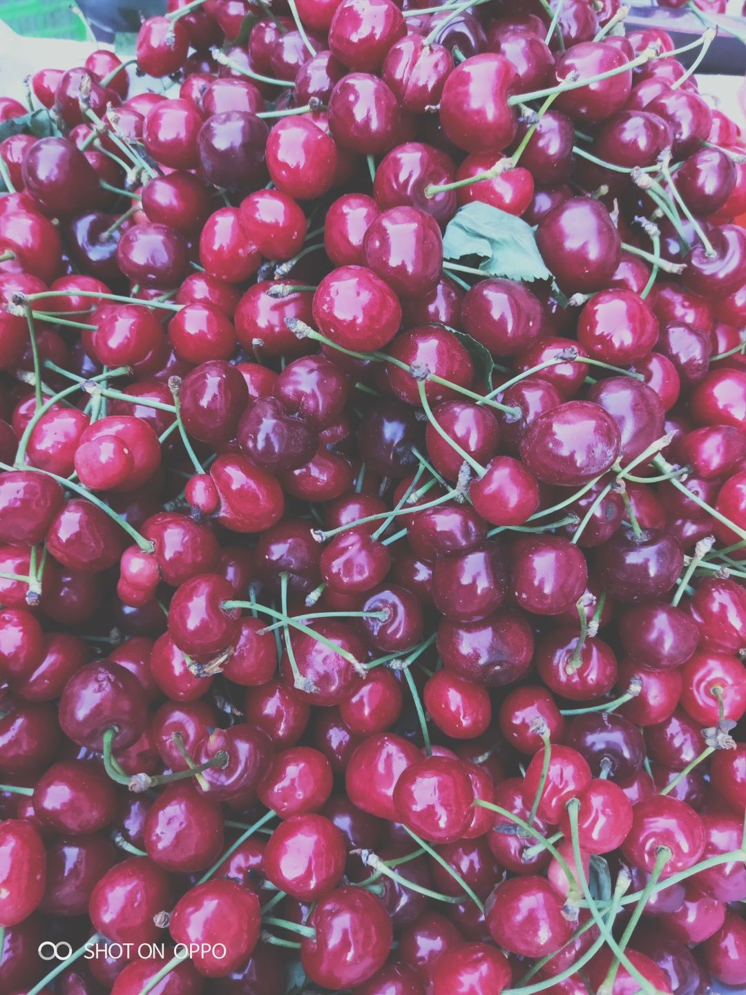 车厘子大樱桃苗，饿斯8号，美早都有，基地直发量大从优