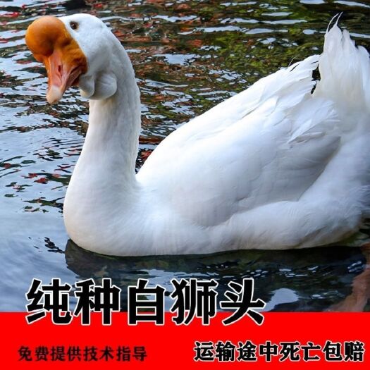沭阳县正宗大种狮头鹅苗 汕头狮头鹅苗 包打疫苗+厂家直销