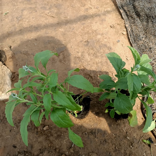 青州市 鼠尾草属多年生草本植物；根木质。茎直立，叶片长圆形或椭圆形