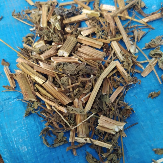 亳州 鬼针草