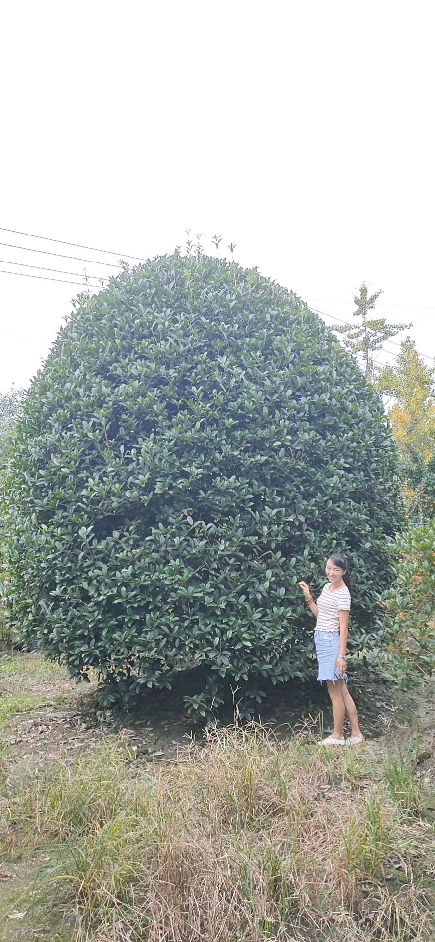 地笼桂花  精品丛生桂花