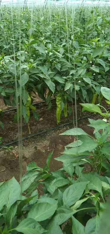 尖椒 暖棚精品辣椒大量上市