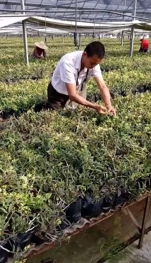乐清市浙江温州特产铁皮石斛鲜条