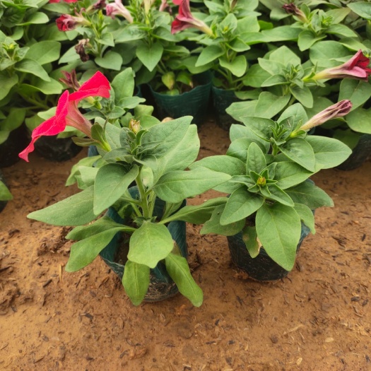 青州市矮牵牛 牵牛 牵牛杯苗 牵牛种植基地 牵牛产地 青州牵牛