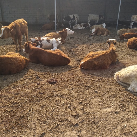 肉牛犊西门塔尔牛育肥牛犊批量销售