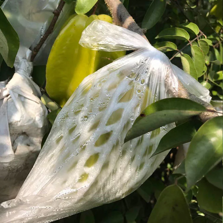 香蜜杨桃  【出口品质】甜杨桃水果新鲜应季杨桃整箱热带孕