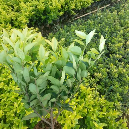 荔浦市金森女贞 高35一45公分冠3O一4O