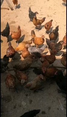 万年县青脚麻鸡苗  青脚麻鸡脱温苗两个月以上麻鸡苗单只平均1.5斤左右