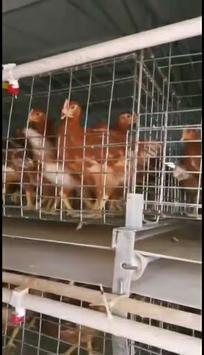 青年鸡 本养殖场常年饲养出售40-90天优质海兰褐，海兰灰，