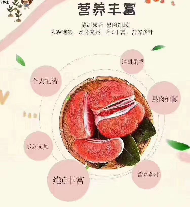 正宗平和琯溪蜜柚葡萄柚三红柚/红柚白柚批发零售欢迎大家咨询