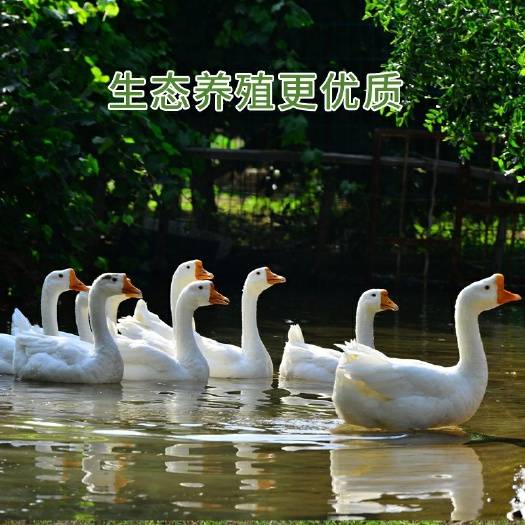 龙江县 大白鹅，今年的